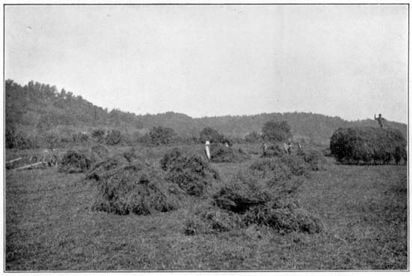 Red clover on the farm of P. S. Lewis and Sons,
Point Pleasant, W. Va.