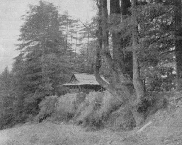 Fig. 20. Deod&aacute;rs and Hill Temple.