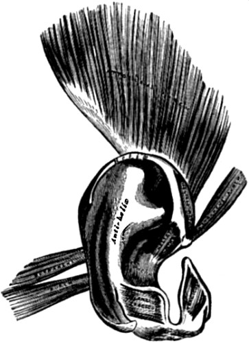Rudimentary muscles
of the human ear.