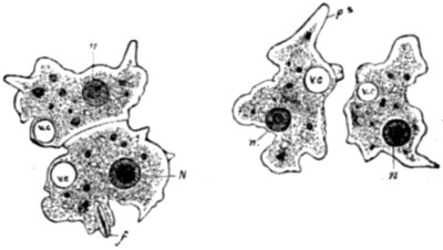 Fission of a Protozo&ouml;n.