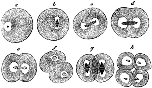 Stages in the division of the ovum
of a worm.