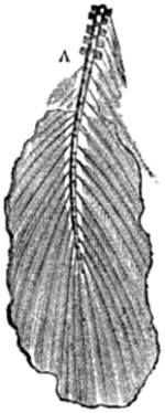 Fig. 71.&mdash;Tail of Arch&aelig;opteryx.