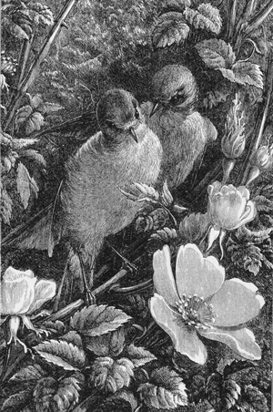 &ldquo;Two old robins were consulting.&rdquo;
Page 9.