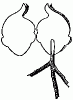 Fig. 137&mdash;Fastening the twig.