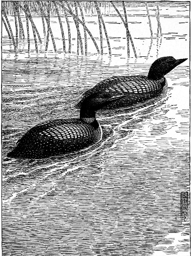 While their children were napping, Gavia and Father Loon
went to a party.