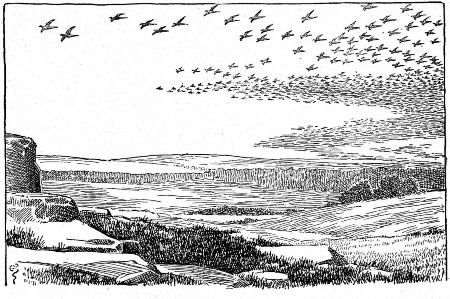 Once, so many flew by, that the sound of their wings was
like the sound of thunder.