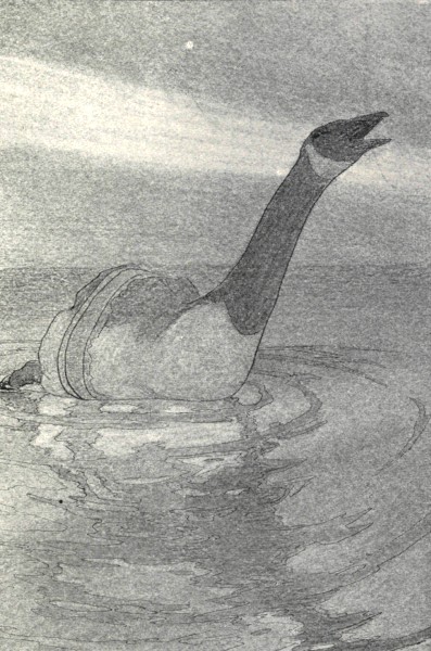 "HE LIFTED UP HIS VOICE IN A SUDDEN ABRUPT 'HONK,
HONK!'"