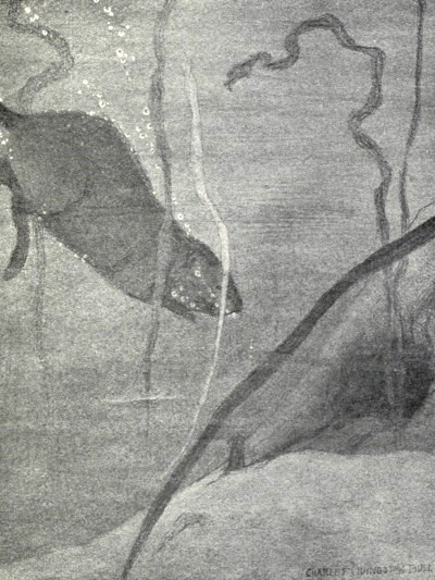 "IT WOULD HAVE SEEMED LIKE NO MORE THAN A DARKER,
SWIFTLY-MOVING SHADOW IN THE DARK WATER."