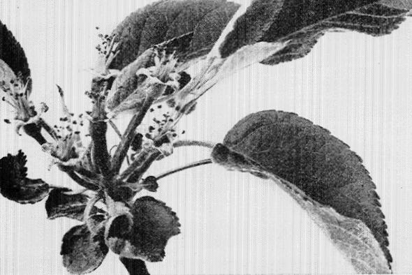 6. May 3&mdash;When the petals have fallen