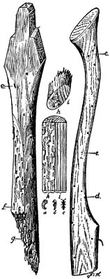 Work of Powder Post
Beetles