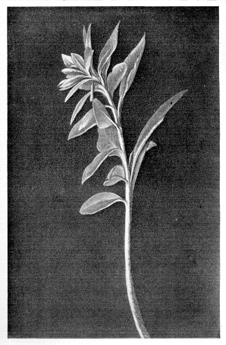 Plate XII.&mdash;Branch of Phillyrea. Dark Purple