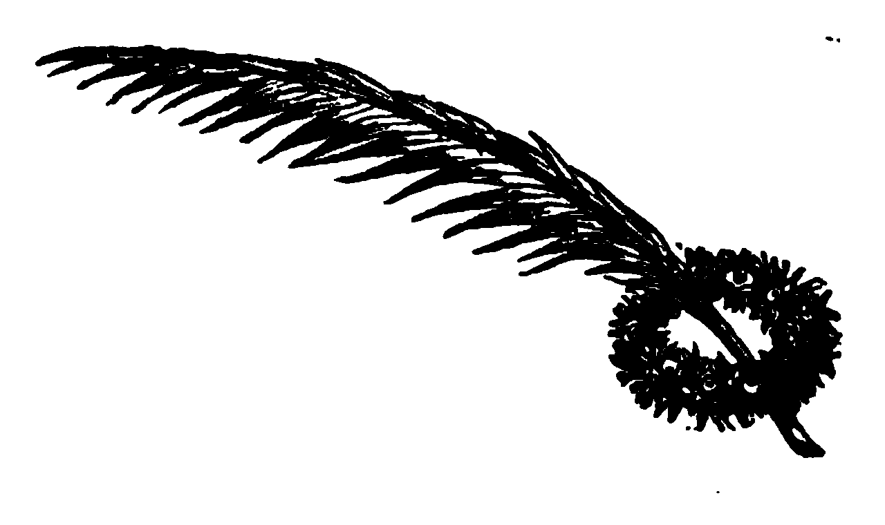 Decora��o da dedicat�ria