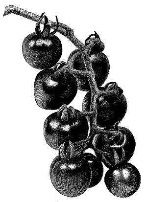 FIG. 6&mdash;RED CHERRY TOMATO