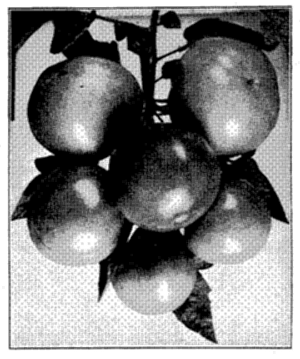 FIG. 11&mdash;TYPICAL BUNCH OF MODERN TOMATOES
Contrast with Figs. 9 and 10