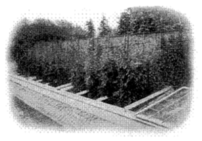 FIG. 19&mdash;TOMATOES SOWN AND ALLOWED TO GROW IN HOTBEDS
