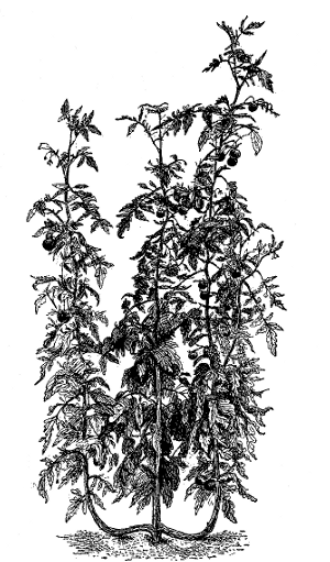 FIG. 23&mdash;METHOD OF TRAINING TO THREE STEMS IN FORCING-HOUSE AND OUT OF DOORS