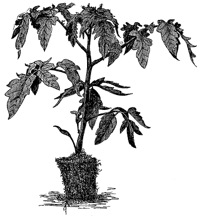 FIG. 25&mdash;READY TO TRANSPLANT IN GREENHOUSE (Redrawn from
  photo by New York Experiment Station)
