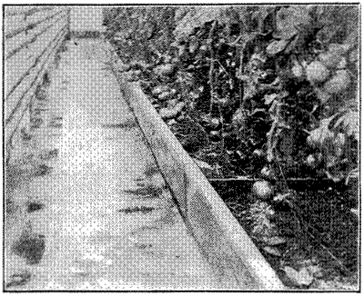 FIG. 28&mdash;FORCING TOMATOES IN GREENHOUSE AT NEW HAMPSHIRE
EXPERIMENT STATION