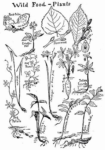 Wild Food&mdash;Plants