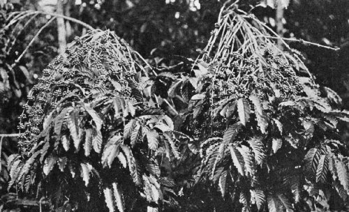 Coffea Ugand&aelig; Bent Over by a Heavy Crop