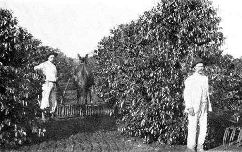 Up-to-Date Weeding and Harrowing, S&atilde;o Paulo