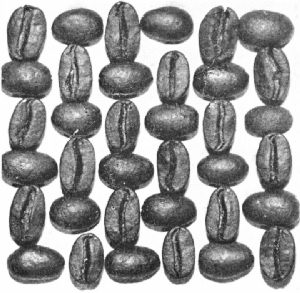 Maracaibo Beans&mdash;Roasted