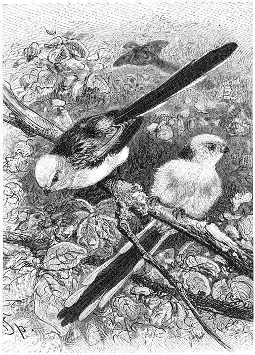 Staartmees (Acredula caudata). &frac34; v. d. ware grootte.