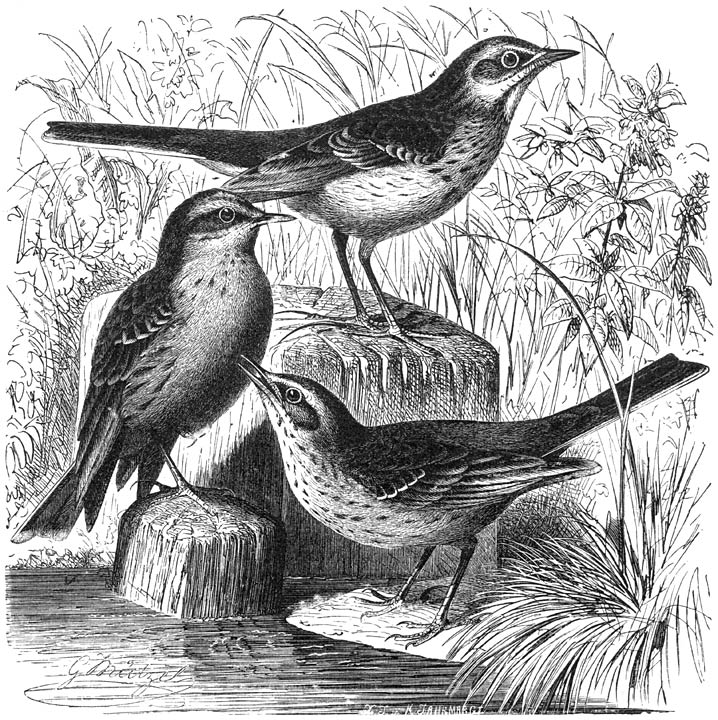 1) Groote Pieper (Anthus Richardii), 2) Waterpieper (Anthus aquaticus), 3) Duinpieper
(Anthus campestris). ⅔ v. d. ware grootte.