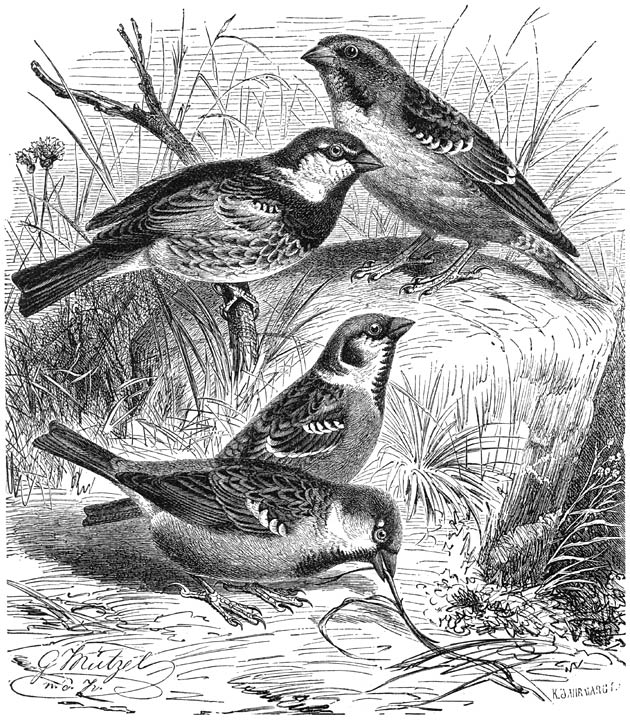 1) Rotsmusch (Passer petronius), 2) Halsbandmusch (Passer hispaniolensis), 3) Ringmusch (Passer montanus), 4) Huismusch (Passer domesticus). &frac12; v. d. ware grootte.
