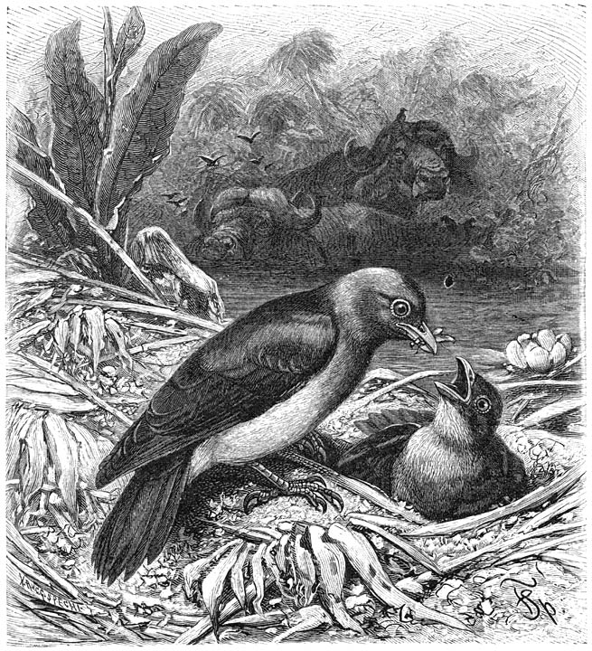 Ossenpikker (Buphaga erythrorhyncha). &frac12; v. d. ware grootte.