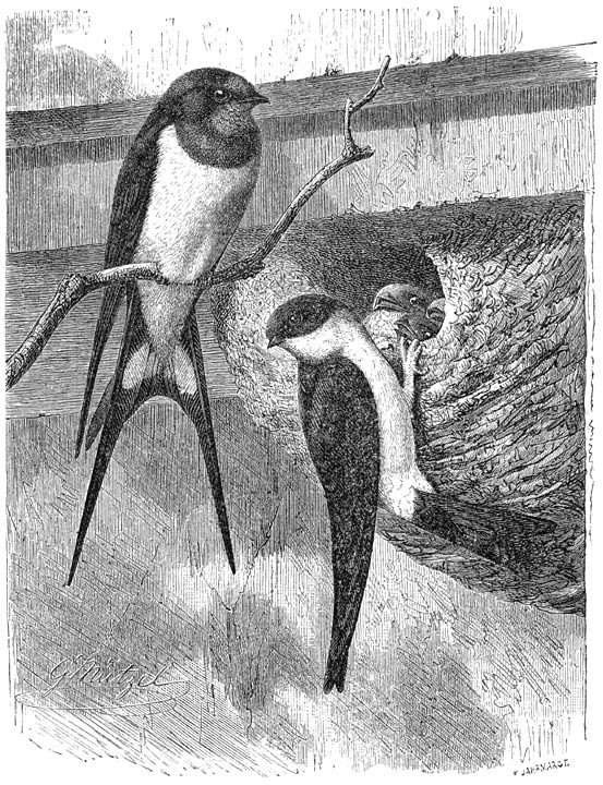 1) Boerenzwaluw (Hirundo rustica), 2) Huiszwaluw (Chelidonaria urbica). &frac12; v. d. ware grootte.