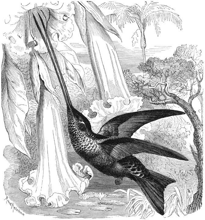 Degenkolibrie (Docimastes ensifer). &frac34; v. d. ware grootte. (Zie p. 225.)