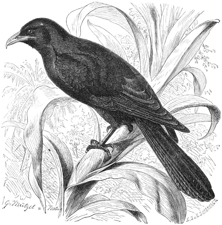 Koe&iuml;l (Eudynamus nigra). Jong mannetje. ⅓ v. d. ware grootte.