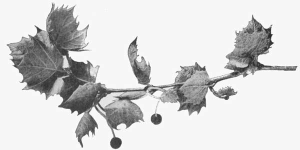 Button-balls&mdash;fruit of the sycamore