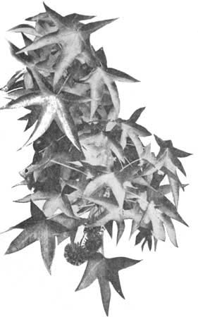 The star-shaped leaves and curious fruits of the
liquidambar, late in the summer.