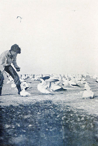 THE BOOBIES HAD NO FEAR OF MAN, BUT BOTH YOUNG AND OLD
WOULD PICK WITH THEIR SHARP BILLS