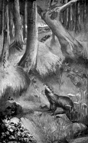 &ldquo;HE CLIMBED FROM HIS DOORWAY, AND STOOD MOTIONLESS, WITH
UPLIFTED NOSTRILS, INHALING EACH BREATH OF SCENT.&rdquo;