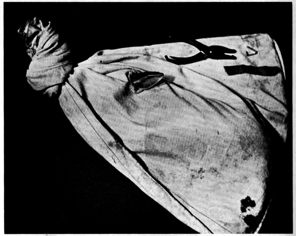 Cottontail in bag with ear protruding,
ready for marking with nylon ribbon and metal ear-tag shown in upper
right hand corner. × ¼.