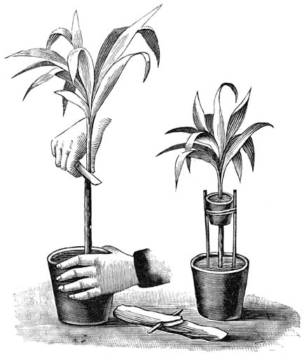 Fig. 28. Het ringen van een Drac&aelig;na.