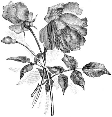 Fig. 82. Maandroos &ldquo;Mme Eug&egrave;ne R&eacute;sal&rdquo;.