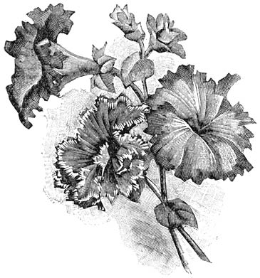Fig. 181. Enkel- en gevuldbloemige Petunia&rsquo;s.