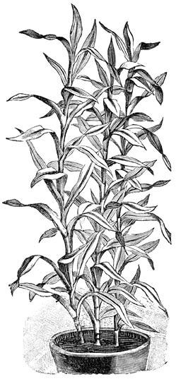 Fig. 238. Drac&aelig;na Sanderiana.