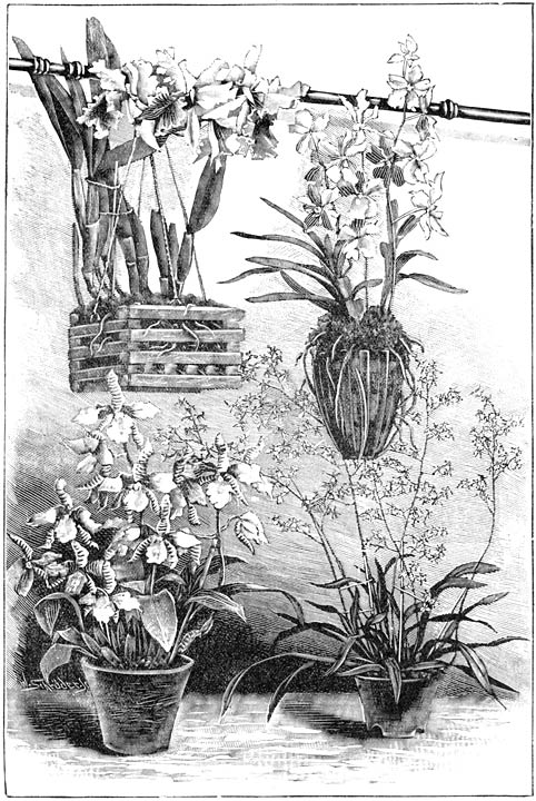 Fig. 160. Orchidee&euml;n.