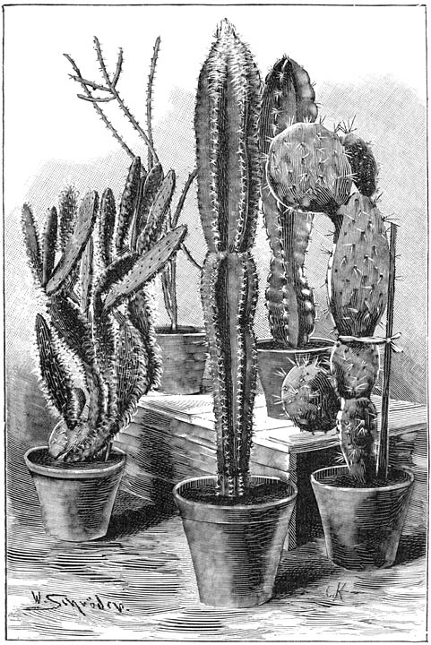 Fig. 195. Cactee&euml;n.