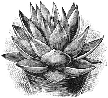 Fig. 204. Echeveria agavo&iuml;des.
