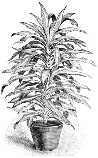 Fig. 237. Drac&aelig;na Massangeana.