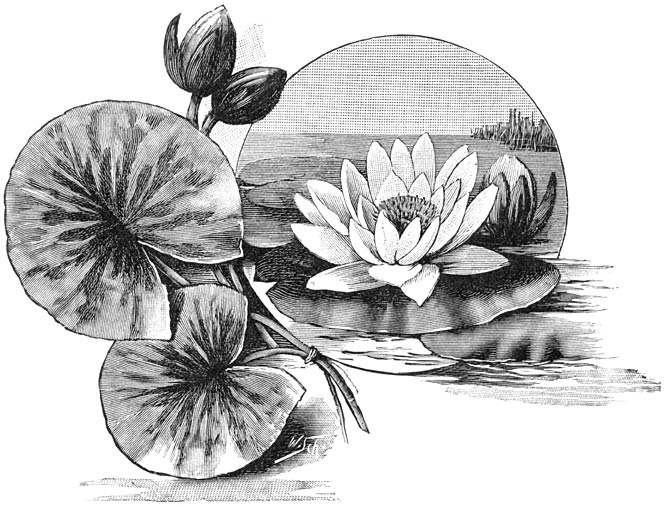 Fig. 260. Nymph&aelig;a Marliacea chromatella.