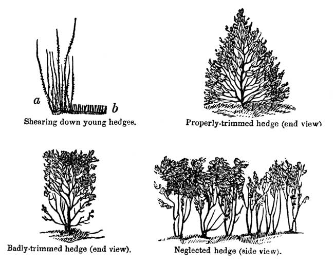 Shearing down young hedges.
Properly-trimmed hedge (end view).Badly-trimmed hedge (end view).Neglected hedge (side view).