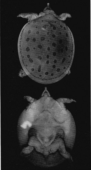 PLATE 13

Trionyx muticus calvatus new subspecies, hatchling, UI 31071,
holotype (&times; 1.3). Top, dorsal view. Bottom, ventral view,
Photographs by John M. Legler.