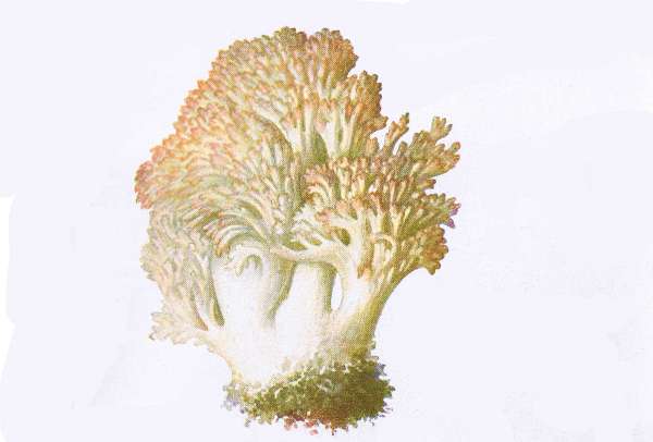 5. Trauben-Ziegenbart. R&ouml;tlicher Ziegenbart. E&szlig;bar.